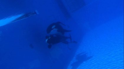 Tilikum and Malia, side by side. 