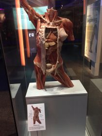 Two of the pieces in the You! Experience, showing the human body and the digestive system